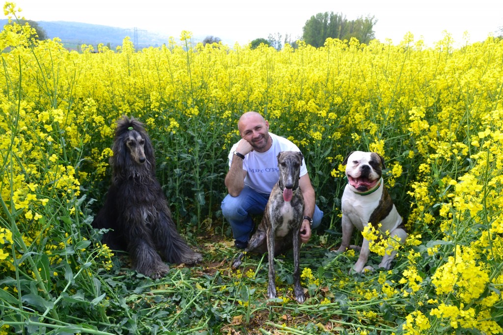 Frank Vath mit drei Hunden in einem blühenden Rapsfeld