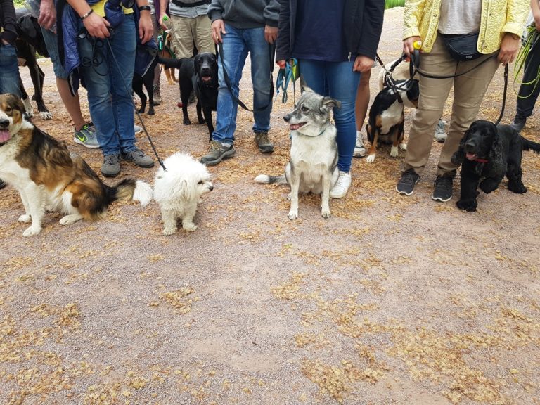 Gruppenstunde: mehrere Hunde sitzen ruhig an lockerer Leine neben ihren Haltern