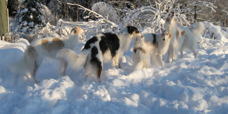 Mehrere Windhunde spielen gemeinsam im Schnee
